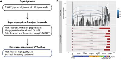 Sub genomic analysis of SARS-CoV-2 using short read amplicon-based sequencing